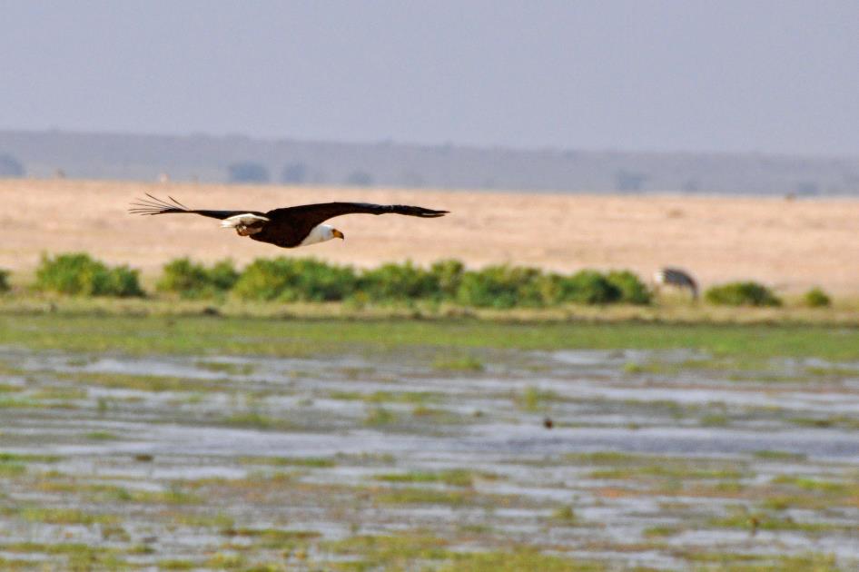 D:\DataFoto\Foto's - Reizen\2009-07-10 Kenia - Tanzania\08 Amboseli\Best Of\KETA3524y.jpg