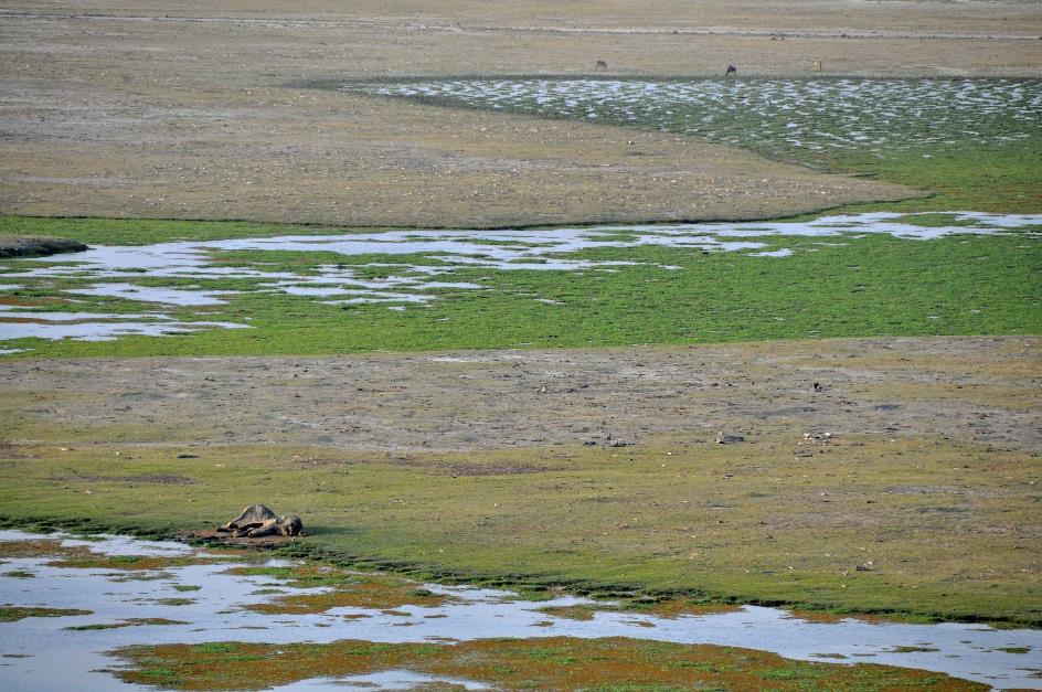 D:\DataFoto\Foto's - Reizen\2009-07-10 Kenia - Tanzania\08 Amboseli\Best Of\KETA3557y.jpg