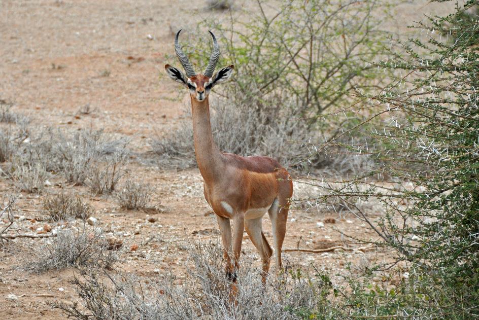 D:\DataFoto\Foto's - Reizen\2009-07-10 Kenia - Tanzania\08 Amboseli\Best Of\KETA3192y.jpg