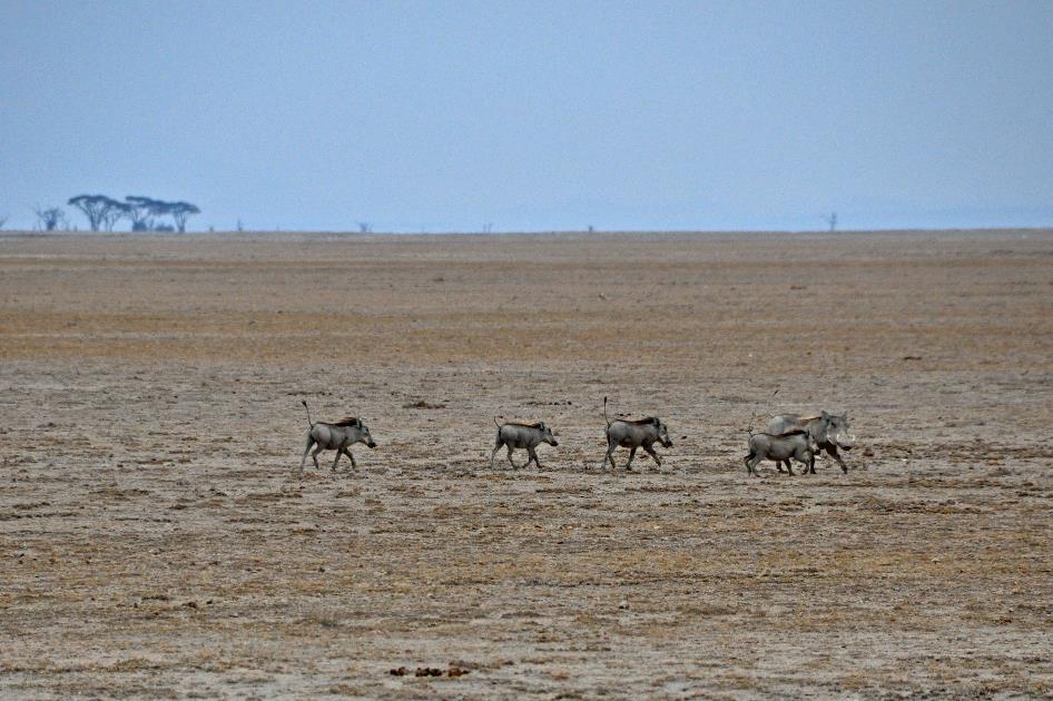 D:\DataFoto\Foto's - Reizen\2009-07-10 Kenia - Tanzania\08 Amboseli\Best Of\KETA3197y.jpg