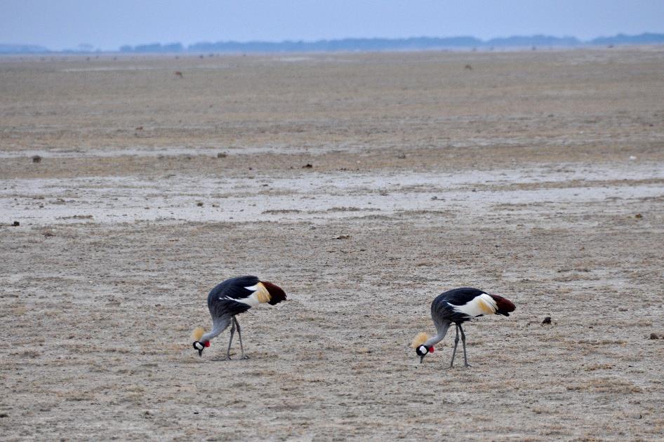 D:\DataFoto\Foto's - Reizen\2009-07-10 Kenia - Tanzania\08 Amboseli\Best Of\KETA3204y.jpg