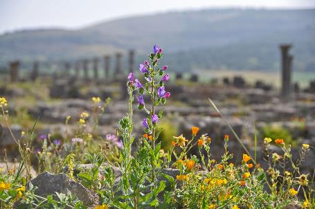 D:\DataFoto\Foto's - Reizen\2011-04-10 Marokko\12 Volubilis\Best Of\MROK1137y.jpg