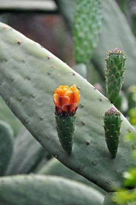 D:\DataFoto\Foto's - Reizen\2011-04-10 Marokko\21 Marrakesh\Best Of\04 Jardin Majorelle\MROK2687y.jpg