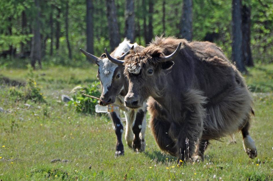 D:\DataFoto\Foto's - Reizen\2013-07-08 Mongolie\03 - Tsaatan\MONG1174y.jpg