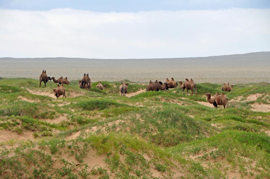 D:\DataFoto\Foto's - Reizen\2013-07-08 Mongolie\11 - Khongoryn Els\MONG2178y.jpg