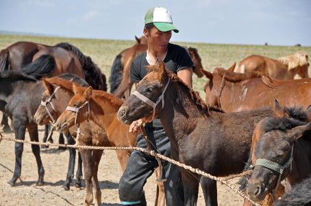 D:\DataFoto\Foto's - Reizen\2013-07-08 Mongolie\13 - Paardenkweker\MONG2347y.jpg