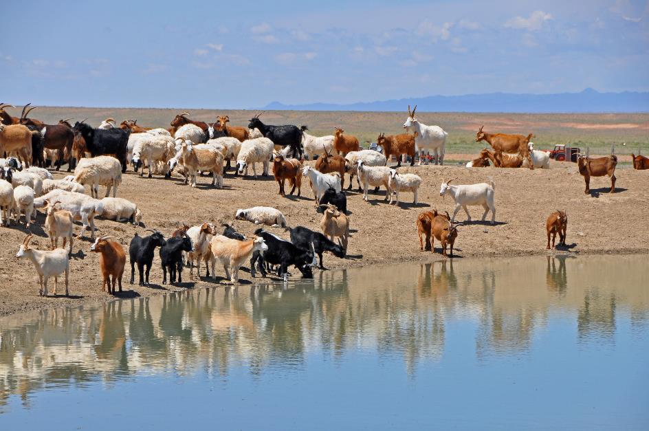 D:\DataFoto\Foto's - Reizen\2013-07-08 Mongolie\07 - Gobi 1\MONG1678y.jpg