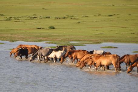 D:\DataFoto\Foto's - Reizen\2013-07-08 Mongolie\21 - Khustain\Werkmap\MONG3419x.jpg