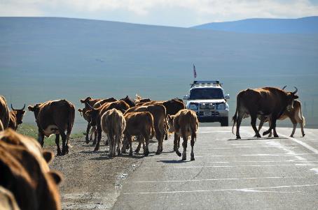 D:\DataFoto\Foto's - Reizen\2013-07-08 Mongolie\21 - Khustain\MONG3468y.jpg