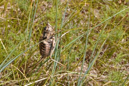 D:\DataFoto\Foto's - Reizen\2013-07-08 Mongolie\21 - Khustain\MONG3522y.jpg