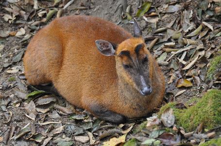 D:\DataFoto\Foto's - Reizen\2014-04-05 Darjeeling-Sikkim-Bhutan\01 Darjeeling\BHUT0257x.jpg