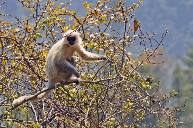 D:\DataFoto\Foto's - Reizen\2014-04-05 Darjeeling - Sikkim - Bhutan\09 Naar Bumthang\BHUT2207y.jpg