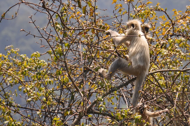 D:\DataFoto\Foto's - Reizen\2014-04-05 Darjeeling - Sikkim - Bhutan\09 Naar Bumthang\BHUT2203y.jpg