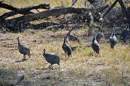 D:\DataFoto\Foto's - Reizen\2014-07-09 Victoria Falls\03 Hwange Safari 1V\Best Of\VICT0298y.jpg