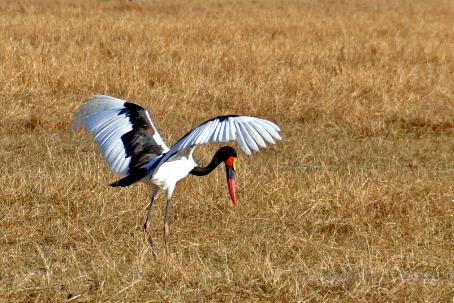 D:\DataFoto\Foto's - Reizen\2014-07-09 Victoria Falls\03 Hwange Safari 1V\Best Of\VICT0224y.jpg