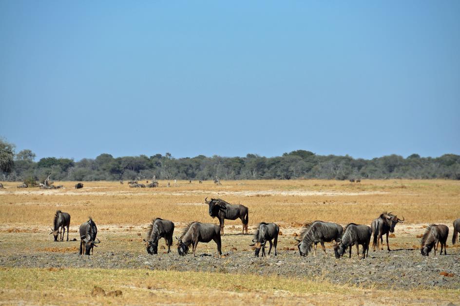 D:\DataFoto\Foto's - Reizen\2014-07-09 Victoria Falls\03 Hwange Safari 1V\Best Of\VICT0246y.jpg