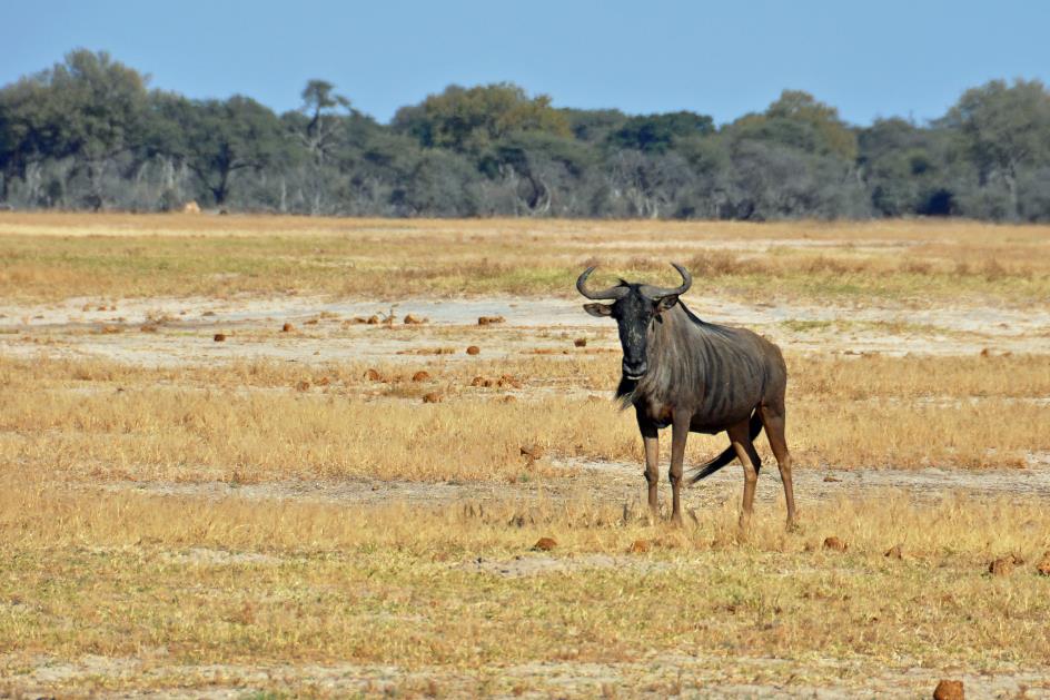 D:\DataFoto\Foto's - Reizen\2014-07-09 Victoria Falls\03 Hwange Safari 1V\Best Of\VICT0241y.jpg