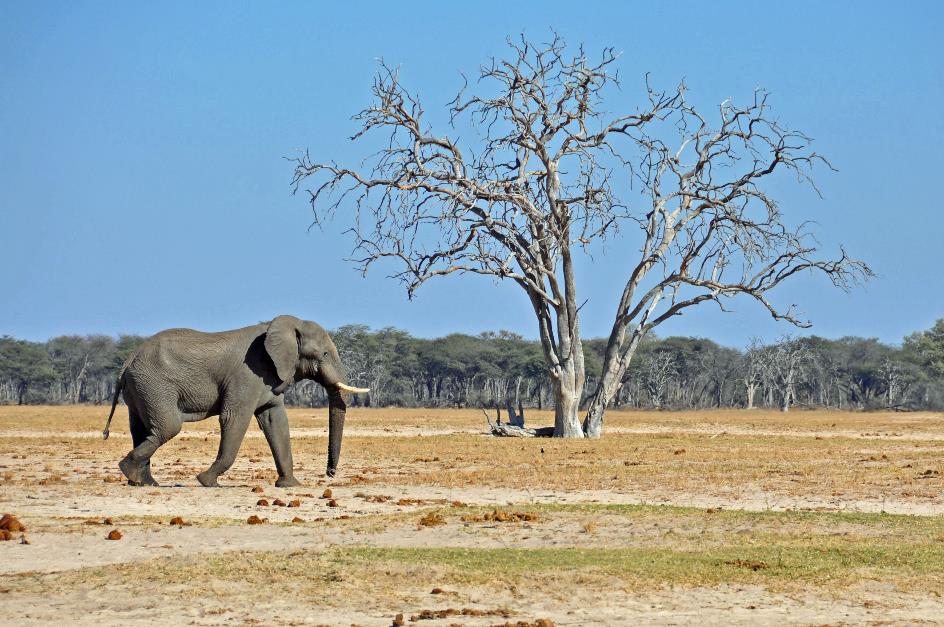 D:\DataFoto\Foto's - Reizen\2014-07-09 Victoria Falls\03 Hwange Safari 1V\Best Of\VICT0256y.jpg