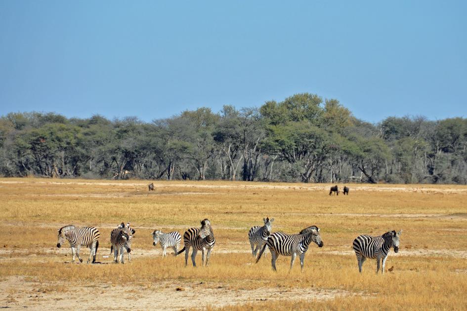 D:\DataFoto\Foto's - Reizen\2014-07-09 Victoria Falls\03 Hwange Safari 1V\Best Of\VICT0269y.jpg