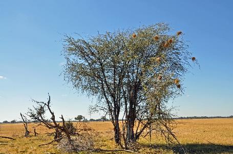 D:\DataFoto\Foto's - Reizen\2014-07-09 Victoria Falls\03 Hwange Safari 1V\Best Of\VICT0285y.jpg