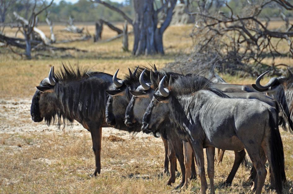 D:\DataFoto\Foto's - Reizen\2014-07-09 Victoria Falls\03 Hwange Safari 1V\Best Of\VICT0335y.jpg