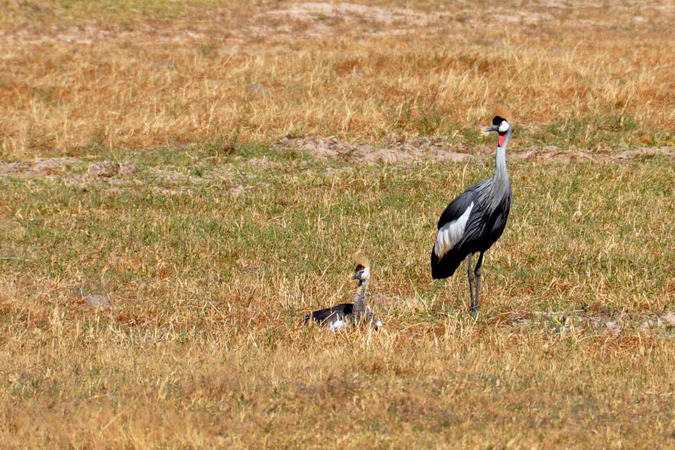 D:\DataFoto\Foto's - Reizen\2014-07-09 Victoria Falls\03 Hwange Safari 1V\Best Of\VICT0345y.jpg