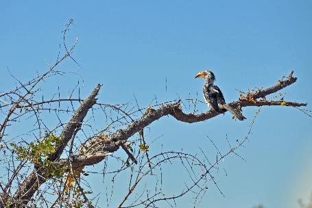 D:\DataFoto\Foto's - Reizen\2014-07-09 Victoria Falls\03 Hwange Safari 1V\Best Of\VICT0376y.jpg