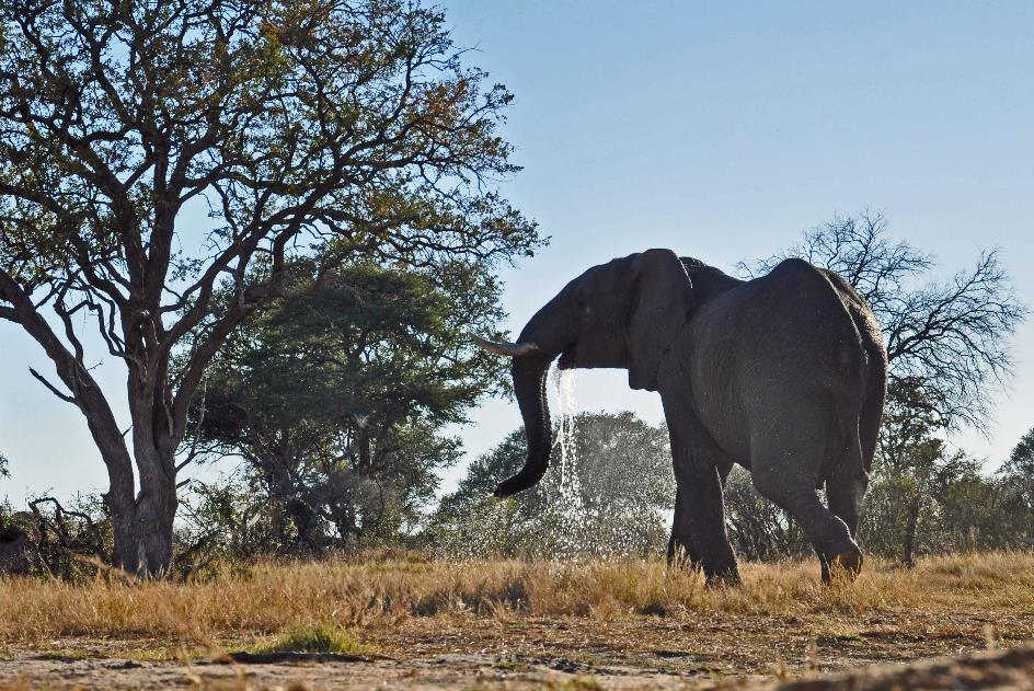 D:\DataFoto\Foto's - Reizen\2014-07-09 Victoria Falls\04 Hwange Safari 1N\Best Of\VICT0513y.jpg