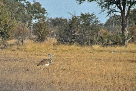 D:\DataFoto\Foto's - Reizen\2014-07-09 Victoria Falls\04 Hwange Safari 1N\Best Of\VICT0571y.jpg