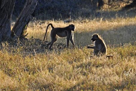 D:\DataFoto\Foto's - Reizen\2014-07-09 Victoria Falls\04 Hwange Safari 1N\Best Of\VICT0540y.jpg