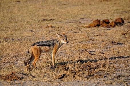 D:\DataFoto\Foto's - Reizen\2014-07-09 Victoria Falls\05 Hwange Safari 2V\Best Of\VICT0661y.jpg