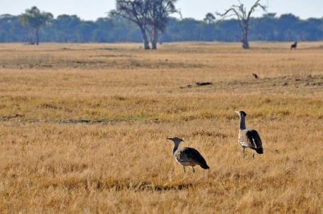 D:\DataFoto\Foto's - Reizen\2014-07-09 Victoria Falls\05 Hwange Safari 2V\Best Of\VICT0680y.jpg