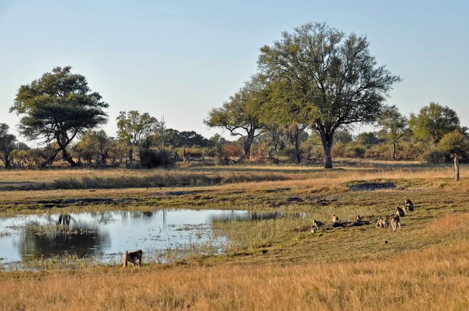 D:\DataFoto\Foto's - Reizen\2014-07-09 Victoria Falls\06 Hwange Safari 2N\Best Of\VICT0905y.jpg