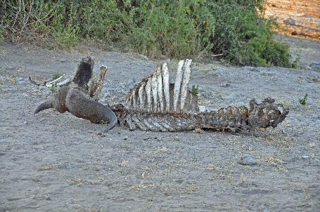 D:\DataFoto\Foto's - Reizen\2014-07-09 Victoria Falls\13 Chobe Safari 3N\Best Of\VICT2469y.jpg