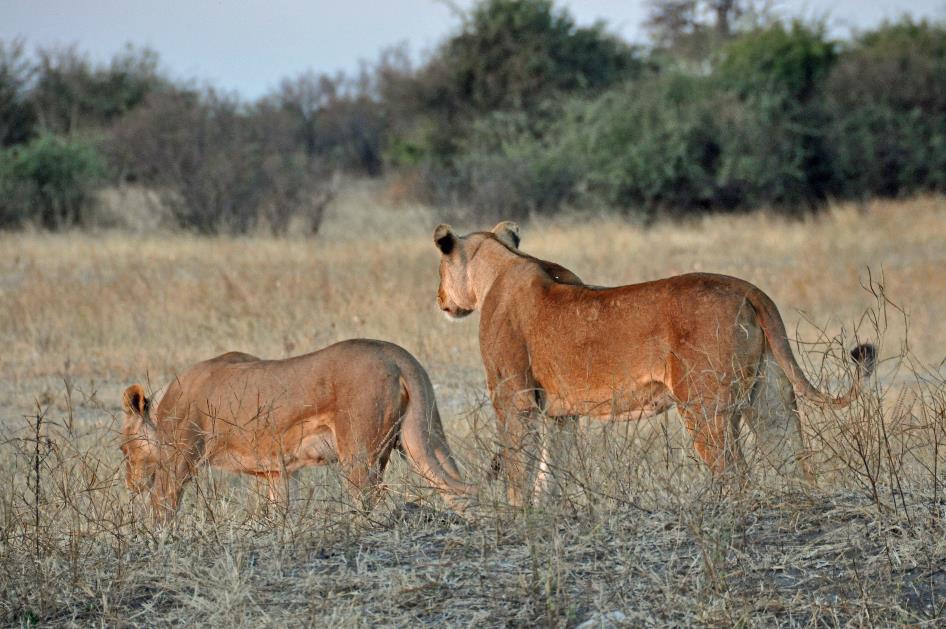 D:\DataFoto\Foto's - Reizen\2014-07-09 Victoria Falls\13 Chobe Safari 3N\Best Of\VICT2500y.jpg