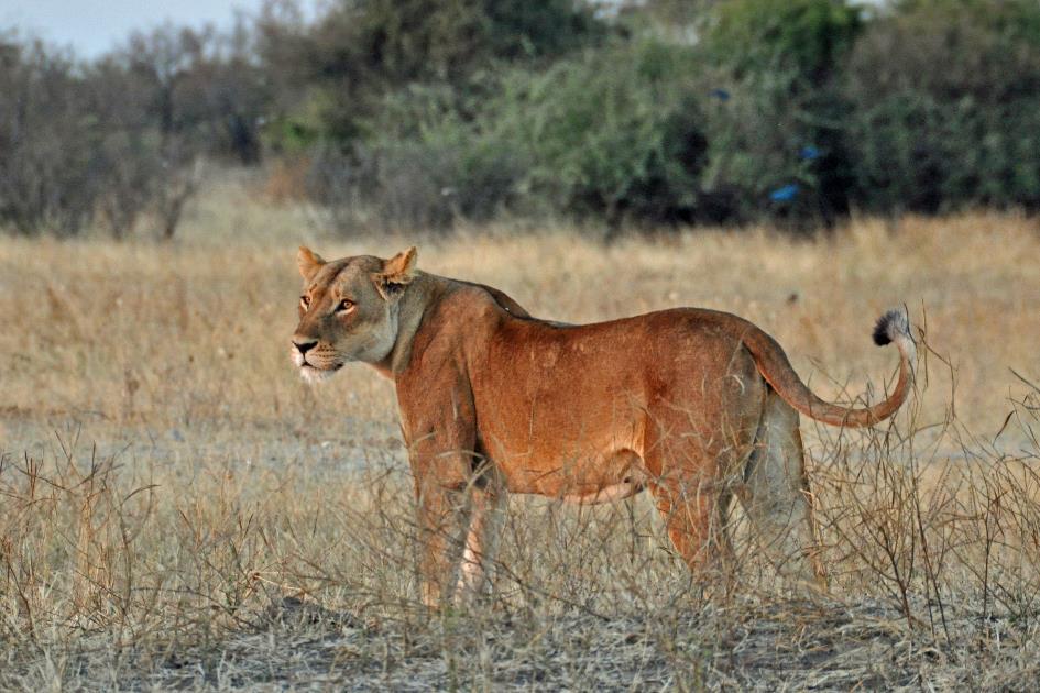 D:\DataFoto\Foto's - Reizen\2014-07-09 Victoria Falls\13 Chobe Safari 3N\Best Of\VICT2503y.jpg