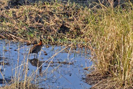 D:\DataFoto\Foto's - Reizen\2014-07-09 Victoria Falls\08 Chobe Boot 1N\Best Of\VICT1305y.jpg