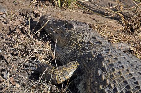 D:\DataFoto\Foto's - Reizen\2014-07-09 Victoria Falls\08 Chobe Boot 1N\Best Of\VICT1130y.jpg