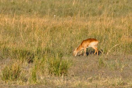 D:\DataFoto\Foto's - Reizen\2014-07-09 Victoria Falls\08 Chobe Boot 1N\Best Of\VICT1283y.jpg