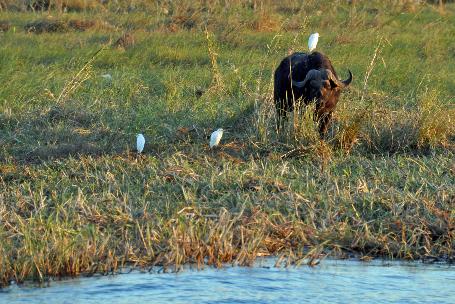 D:\DataFoto\Foto's - Reizen\2014-07-09 Victoria Falls\08 Chobe Boot 1N\Best Of\VICT1350y.jpg