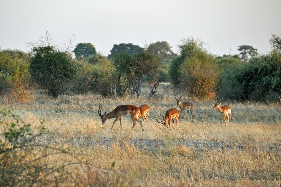 D:\DataFoto\Foto's - Reizen\2014-07-09 Victoria Falls\09 Chobe Safari 2V\Best Of\VICT1398y.jpg