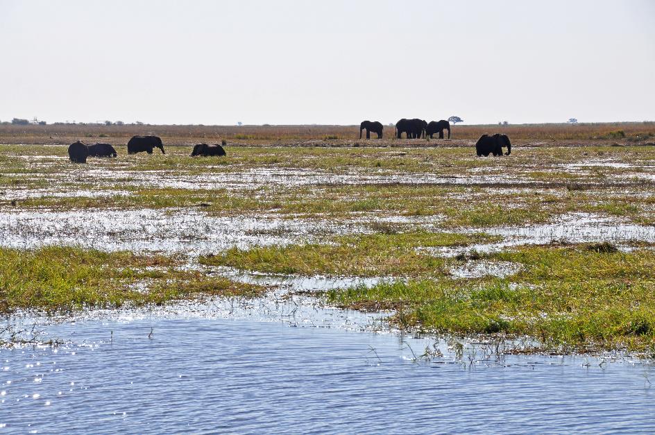 D:\DataFoto\Foto's - Reizen\2014-07-09 Victoria Falls\08 Chobe Boot 1N\Best Of\VICT1063y.jpg