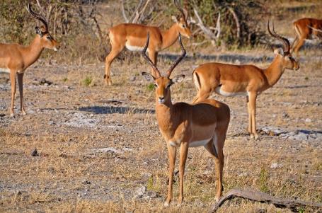 D:\DataFoto\Foto's - Reizen\2014-07-09 Victoria Falls\09 Chobe Safari 2V\Best Of\VICT1501y.jpg