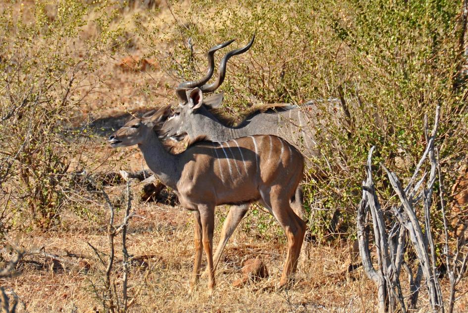 D:\DataFoto\Foto's - Reizen\2014-07-09 Victoria Falls\09 Chobe Safari 2V\Best Of\VICT1638y.jpg