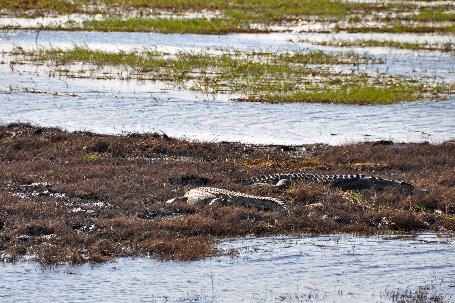 D:\DataFoto\Foto's - Reizen\2014-07-09 Victoria Falls\11 Chobe Safari 2N\Best Of\VICT1758y.jpg