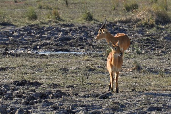 D:\DataFoto\Foto's - Reizen\2014-07-09 Victoria Falls\11 Chobe Safari 2N\Best Of\VICT1836y.jpg