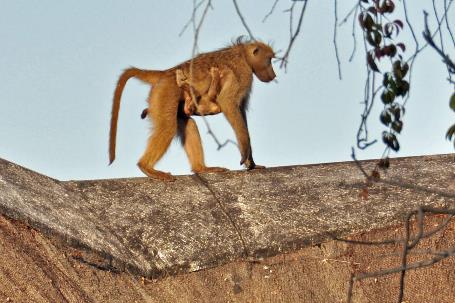 D:\DataFoto\Foto's - Reizen\2014-07-09 Victoria Falls\12 Chobe Boot 3V\Best Of\VICT1995y.jpg