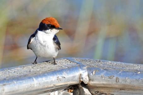 D:\DataFoto\Foto's - Reizen\2014-07-09 Victoria Falls\12 Chobe Boot 3V\Best Of\VICT2002y.jpg