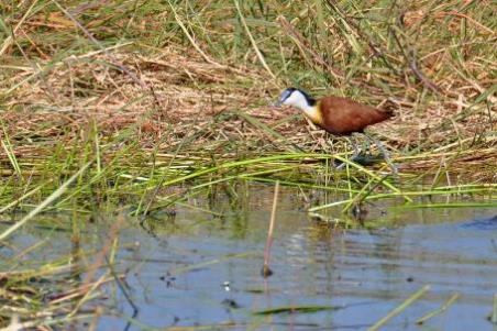 D:\DataFoto\Foto's - Reizen\2014-07-09 Victoria Falls\12 Chobe Boot 3V\Best Of\VICT2017y.jpg