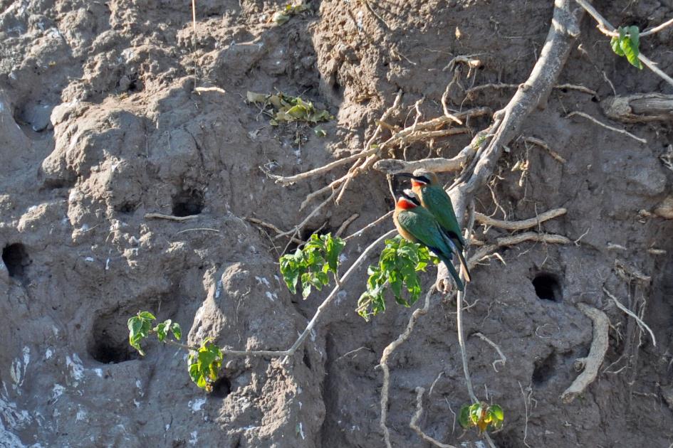 D:\DataFoto\Foto's - Reizen\2014-07-09 Victoria Falls\12 Chobe Boot 3V\Best Of\VICT2052y.jpg